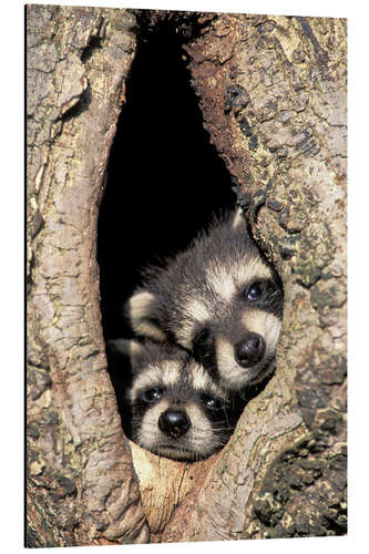 Aluminiumtavla Baby raccoons in the tree cave