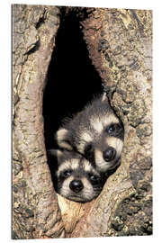 Gallery print Baby raccoons in the tree cave