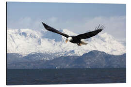 Alubild Weißkopfseeadler im Flug