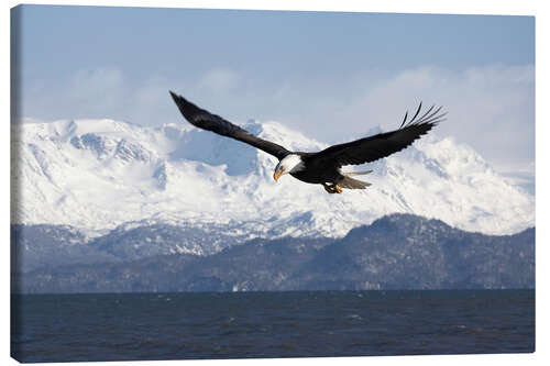 Canvastavla Bald eagle in flight