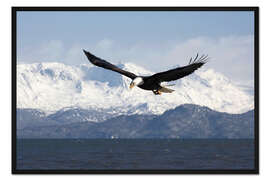 Gerahmter Kunstdruck Weißkopfseeadler im Flug