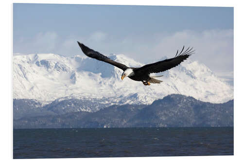 Foam board print Bald eagle in flight