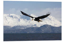 Foam board print Bald eagle in flight