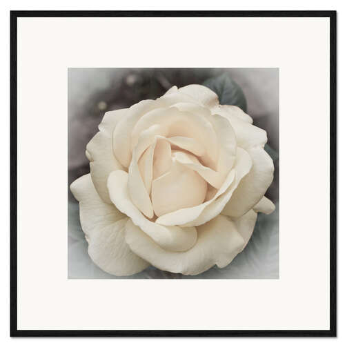 Gerahmter Kunstdruck Rose in Pastell
