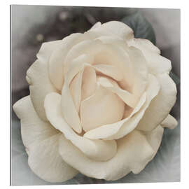 Galleriprint Delicate Rose