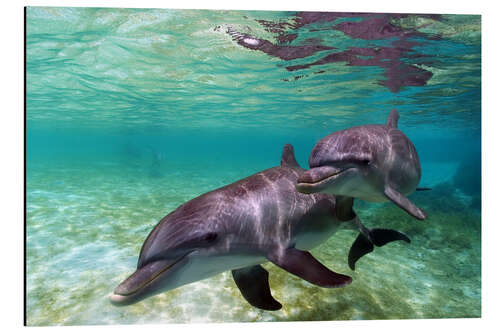 Aluminium print Two bottlenose dolphins of the Caribbean