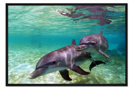 Gerahmter Kunstdruck Zwei große Tümmler der Karibik