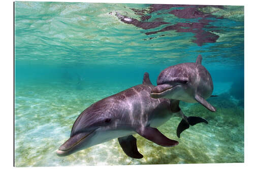 Gallery print Two bottlenose dolphins from the beaches of the Caribbean