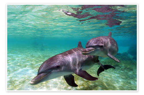Poster Deux dauphins dans la mer des Caraïbes