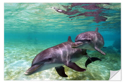 Vinilo para la pared Dos grandes delfines delante de las playas del Caribe