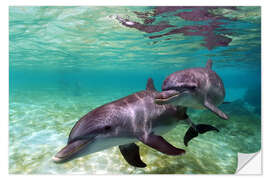 Naklejka na ścianę Two bottlenose dolphins from the beaches of the Caribbean