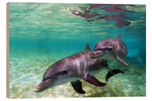 Puutaulu Two bottlenose dolphins of the Caribbean