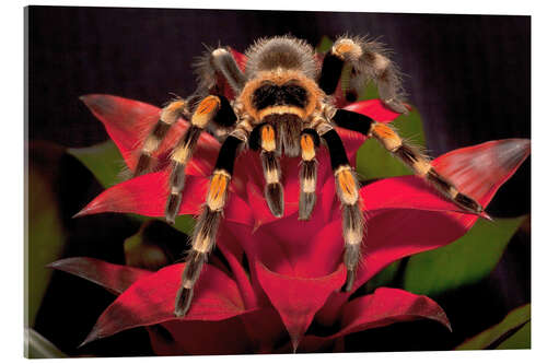 Cuadro de metacrilato Tarántula rodilla roja