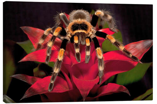 Canvas print Red-knee tarantula