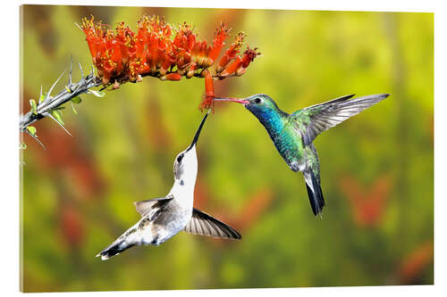 Acrylic print Broad-billed hummingbirds on flower