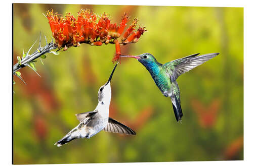 Aluminium print Broad-billed hummingbirds on flower