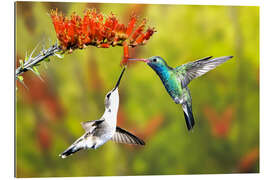 Gallery print Broad-billed hummingbirds on flower