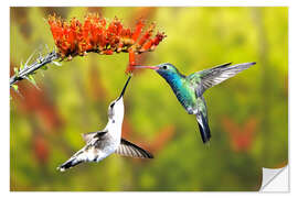 Vinilo para la pared Colibríes de pico ancho en flor