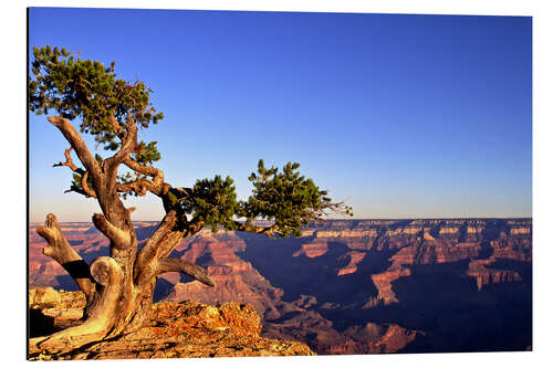 Obraz na aluminium Grand Canyon in Arizona