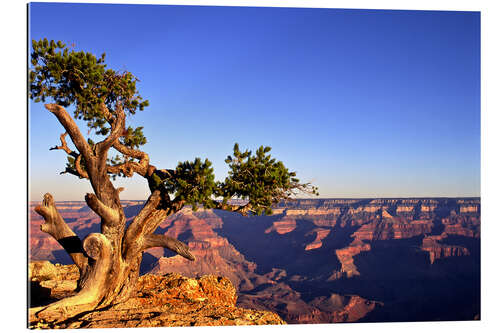 Quadro em plexi-alumínio Grand Canyon no Arizona