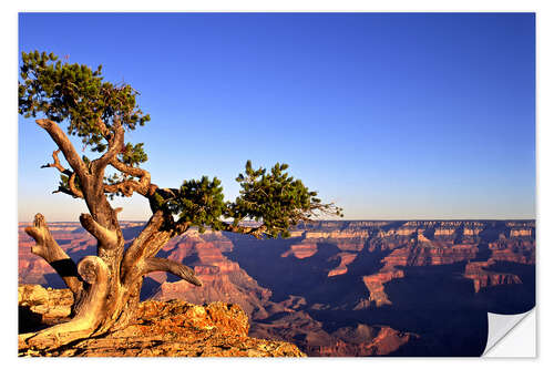 Selvklæbende plakat Grand Canyon in Arizona