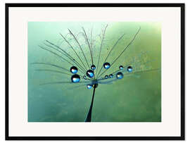 Impression artistique encadrée Drops on dandelion flower art design