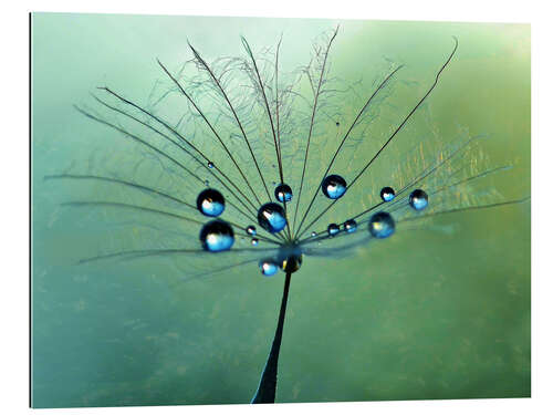 Galleritryk Drops on dandelion flower art design