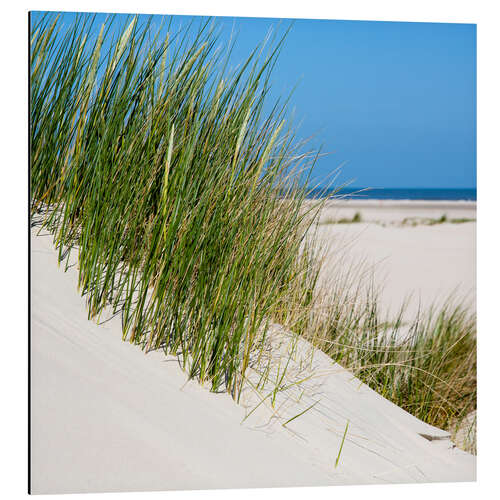 Aluminium print Dunes with grass at the coastline of the german island Norderney (Germany)