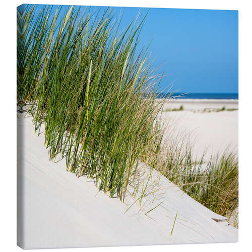 Canvas print Dunes with grass at the coastline of the german island Norderney (Germany)