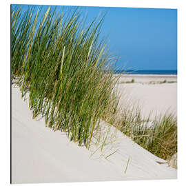Magnettafel Dünen mit Gras am Strand der Nordseeinsel Norderney (Deutschland)