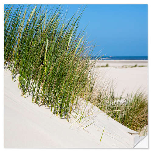 Selvklebende plakat Dunes with grass at the coastline of the german island Norderney (Germany)