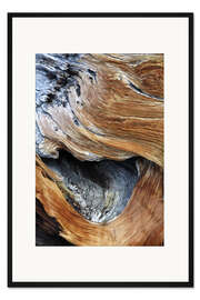 Gerahmter Kunstdruck Stamm einer alten Kiefer