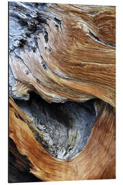 Magnettafel Stamm einer alten Kiefer