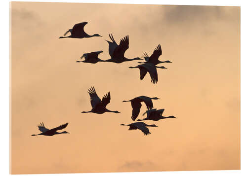 Acrylic print Canada cranes in flight