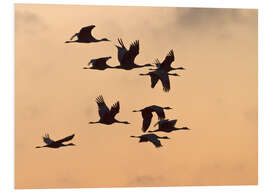 Foam board print Canada cranes in flight