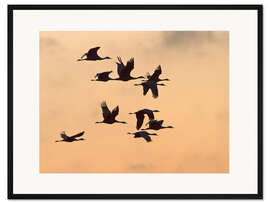 Gerahmter Kunstdruck Kanadakraniche im Flug