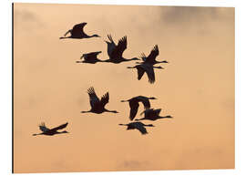 Magnettafel Kanadakraniche im Flug