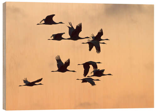 Trebilde Canada cranes in flight