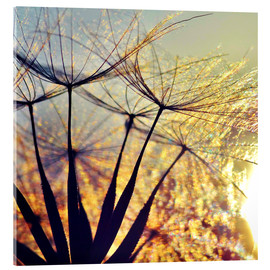 Akrylglastavla  Dandelion in the sunset III - Julia Delgado