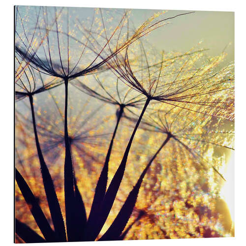 Aluminiumtavla Dandelion in the sunset III