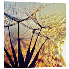 Foam board print Dandelion in the sunset III