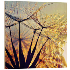 Holzbild  Pusteblume im Sonnenuntergang III - Julia Delgado