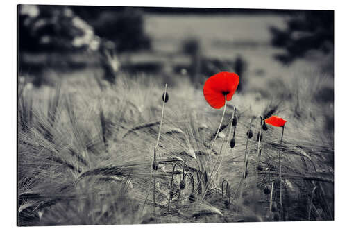 Aluminium print Red poppies in a cornfield