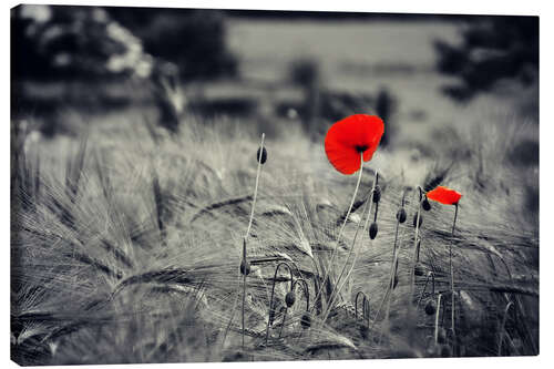 Canvas print Red poppies in a cornfield