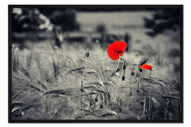 Gerahmter Kunstdruck Rote Mohnblumen im Kornfeld schwarzweiß