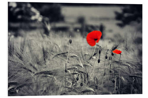 Tableau en PVC Coquelicot rouge dans un champ de blé en noir et blanc