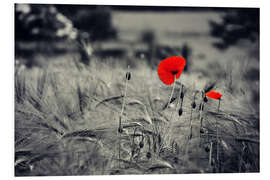 Foam board print Red poppies in a cornfield