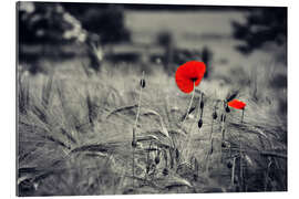 Gallery Print Rote Mohnblumen im Kornfeld schwarzweiß