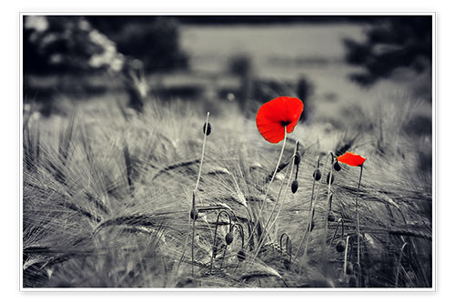 Poster Red poppies in a cornfield