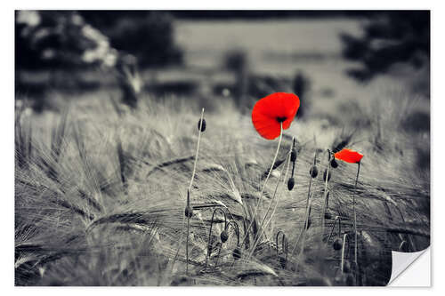 Selvklebende plakat Red poppies in a cornfield